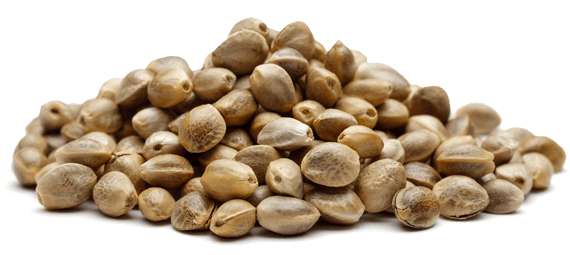 feminized seeds