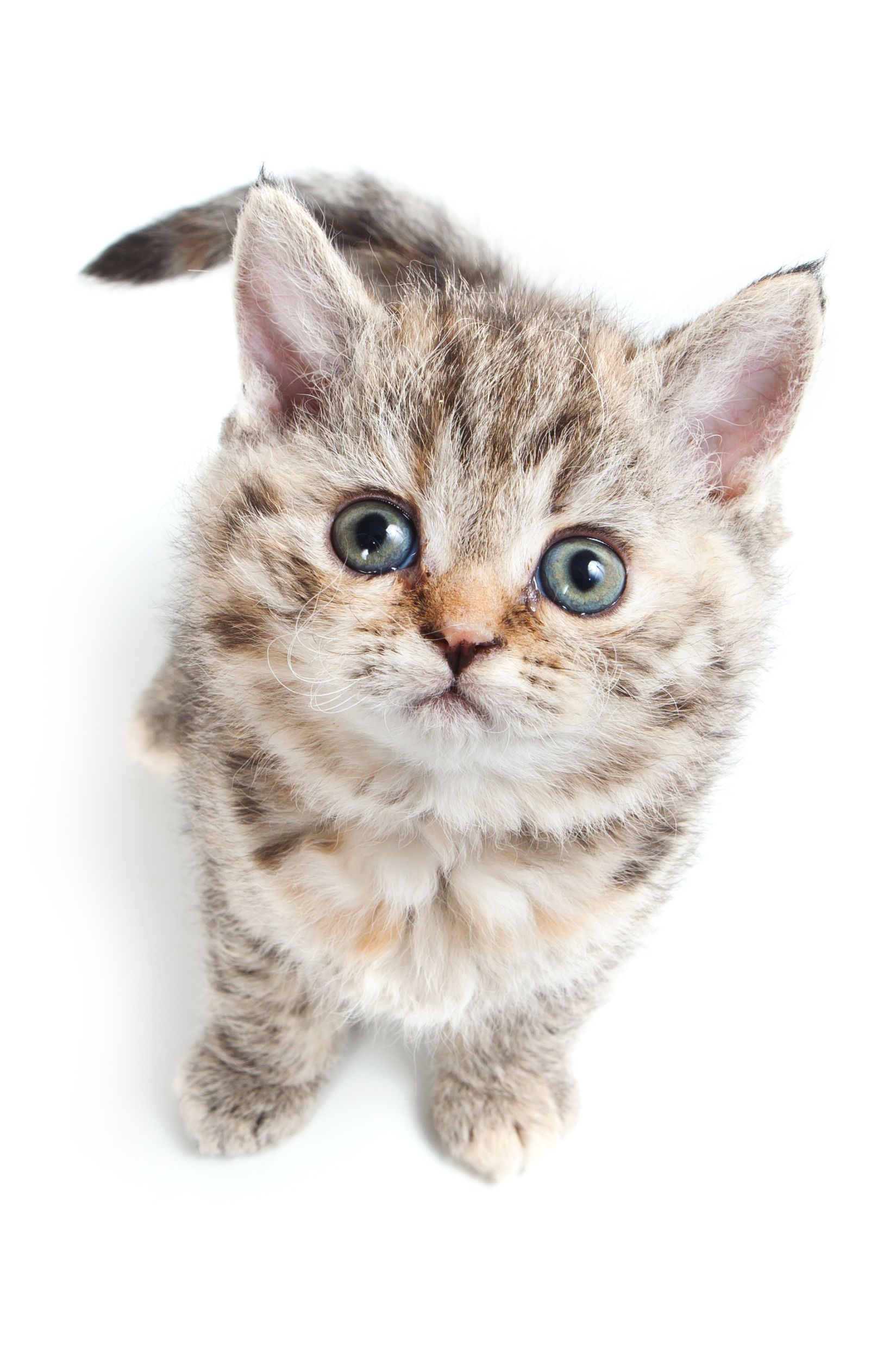 Endorce - For Cats Endorce - For Cats