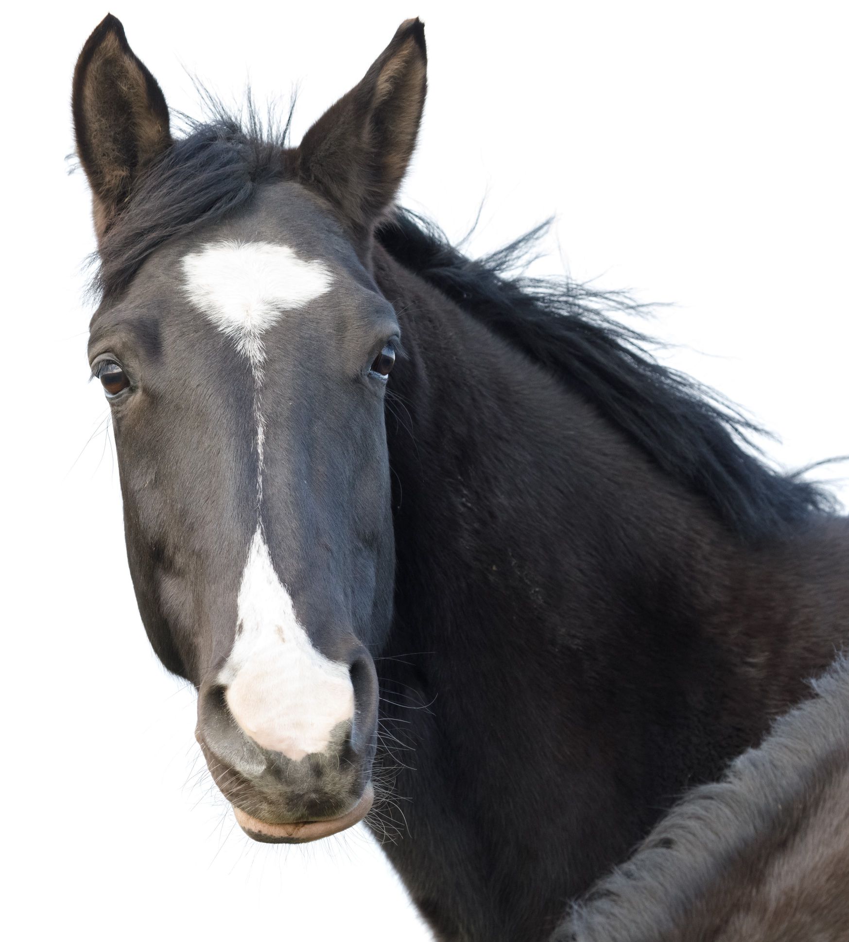 Endorce - For Horses Endorce - For Horses