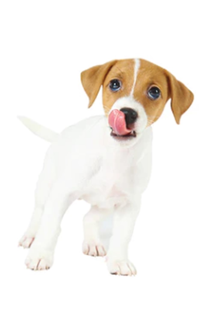 PUPPY PUPPY